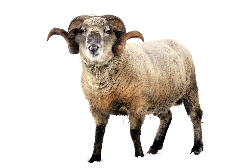 Lots of lab testing is needed before sheep GM1 could be trialed in human HD patients ā just to ram the message home...