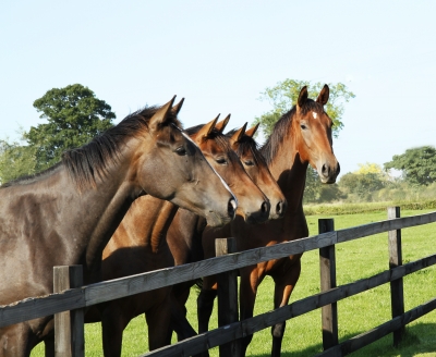 As much as were hoping that scientists will find a drug to prevent or improve Huntington’s symptoms, we’re holding our horses about fingolimod for now.