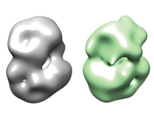These images from the research paper show the 'normal' huntingtin protein (left) and the subtle differences in structure of the mutant huntingtin protein (right).