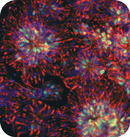 Stem-cell neurons make the right connections