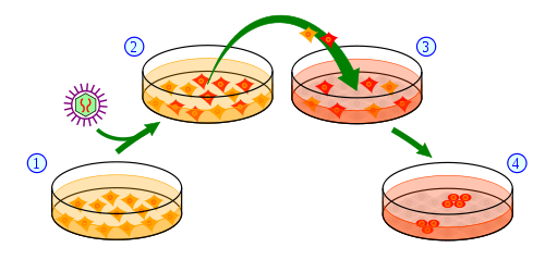Overview of the process of making IPSC cells from skin cells.  1) Skin cells are grown in a dish and treated (2) with genes necessary to change them into stem cells.  (3) A subset of treated cells will receive the message to become induced pluripotent stem cells (4).  