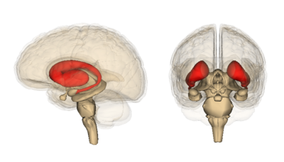 The striatum, here shown in red, is the region of the brain that degenerates most quickly in HD mutation carriers.  The cortex, source of the other type of cells studied by Finkbeiner's group, is the wrinkly outer part of the brain.  