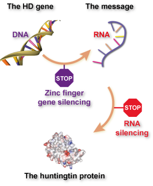 The difference between zinc finger and 'traditional' RNA-targeted gene silencing, explained. Zinc fingers prevent RNA being made by sticking to DNA, while silencing techniques like RNA interference (RNAi) or anti-sense oligonucleotides (ASOs) prevent protein being made by sticking to RNA.  