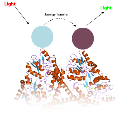 The principle of TR-FRET.  Two different antibodies (blue and purple), stuck to a protein like huntingtin interact to change the properties of light in a way that we can measure.  