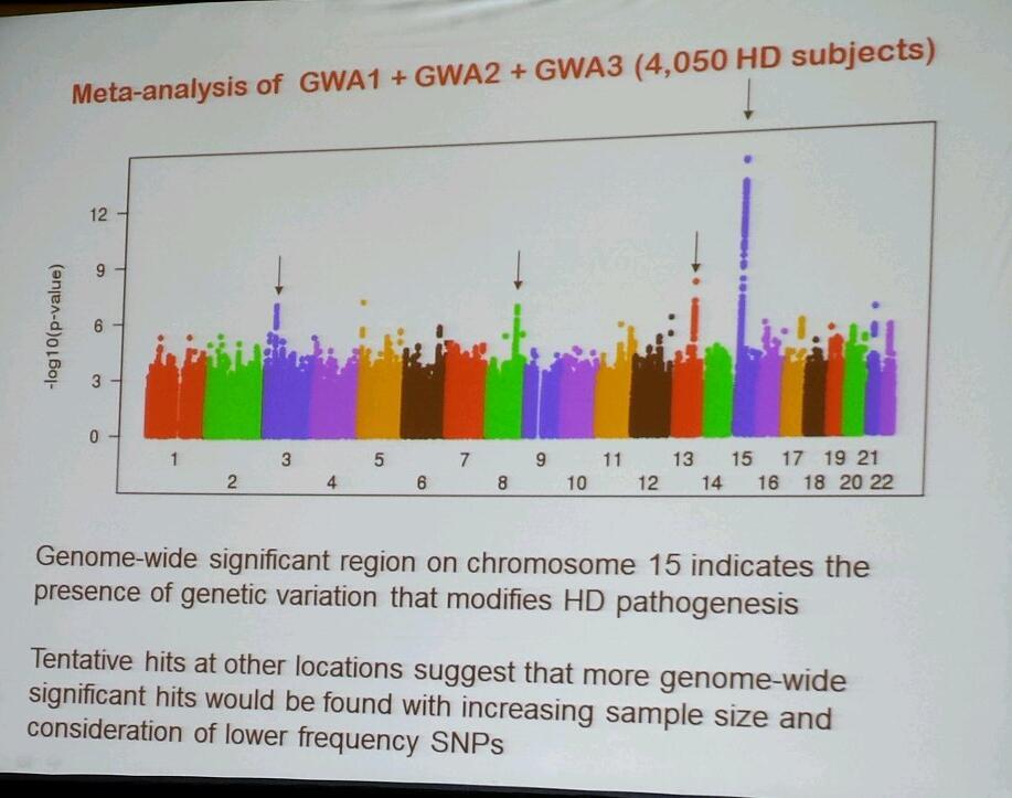 This 'Manhattan plot' shows Gusella's data, from over 4,000 patient volunteers, suggesting that a genetic modifier may be found on chromosome 15.  