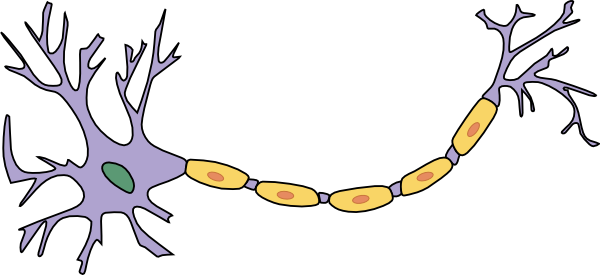 In this cartoon, the "dendrites" of the neuron are the fine projections on the left.  The "soma" of the neuron is the main body of the cell (in purple here).  The long wire projecting out to the right is the "axon" of the neuron.  