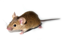 A mouse study showed that different doses of memantine have different effects.  