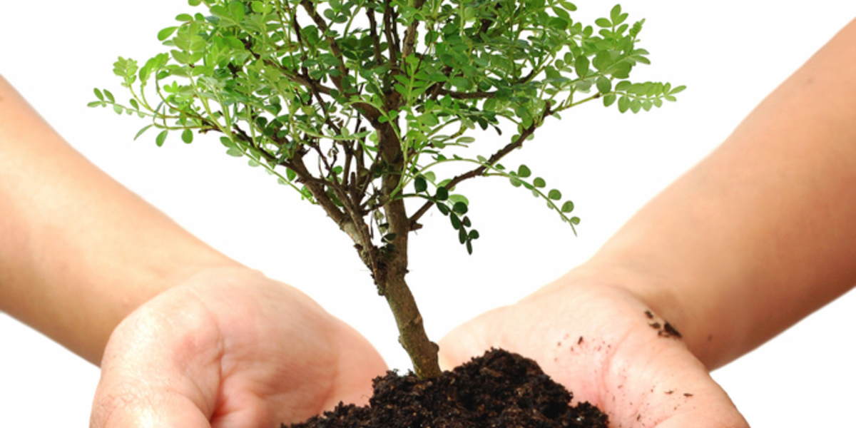 Planting trees together: The 2016 Huntington's Disease Society of America Convention