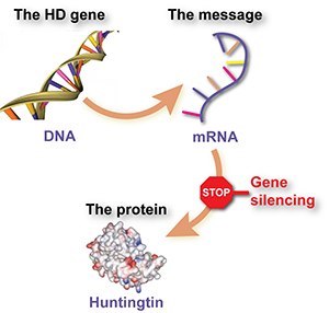 The goal of therapies like ASOs is to disrupt the normal process by which genes (like the HD gene) get turned into proteins.  