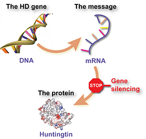 Huntingtin lowering drugs – previously called 'gene silencing' drugs – reduce levels of mutant huntingtin by telling cells to delete the 'message molecule' from the huntingtin gene  