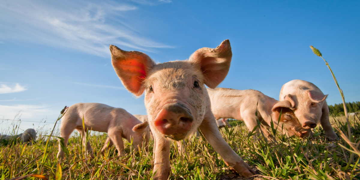 First Dolly, now Piglet; a new Huntington’s disease pig knock-in model confirmed