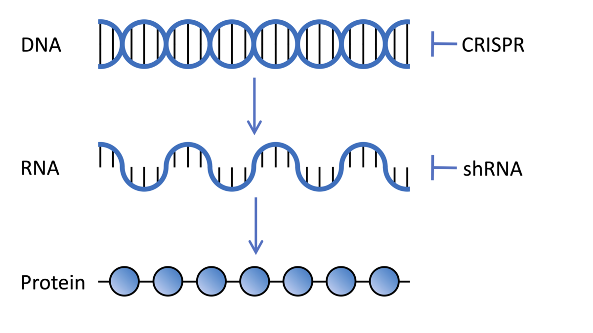 DNA encodes genes which are transcribed into RNA which is translated in protein, the molecules which do stuff in our cells. CRISPR and shRNA technologies used in genetic screens can change the expression of genes at the DNA and RNA level respectively.   