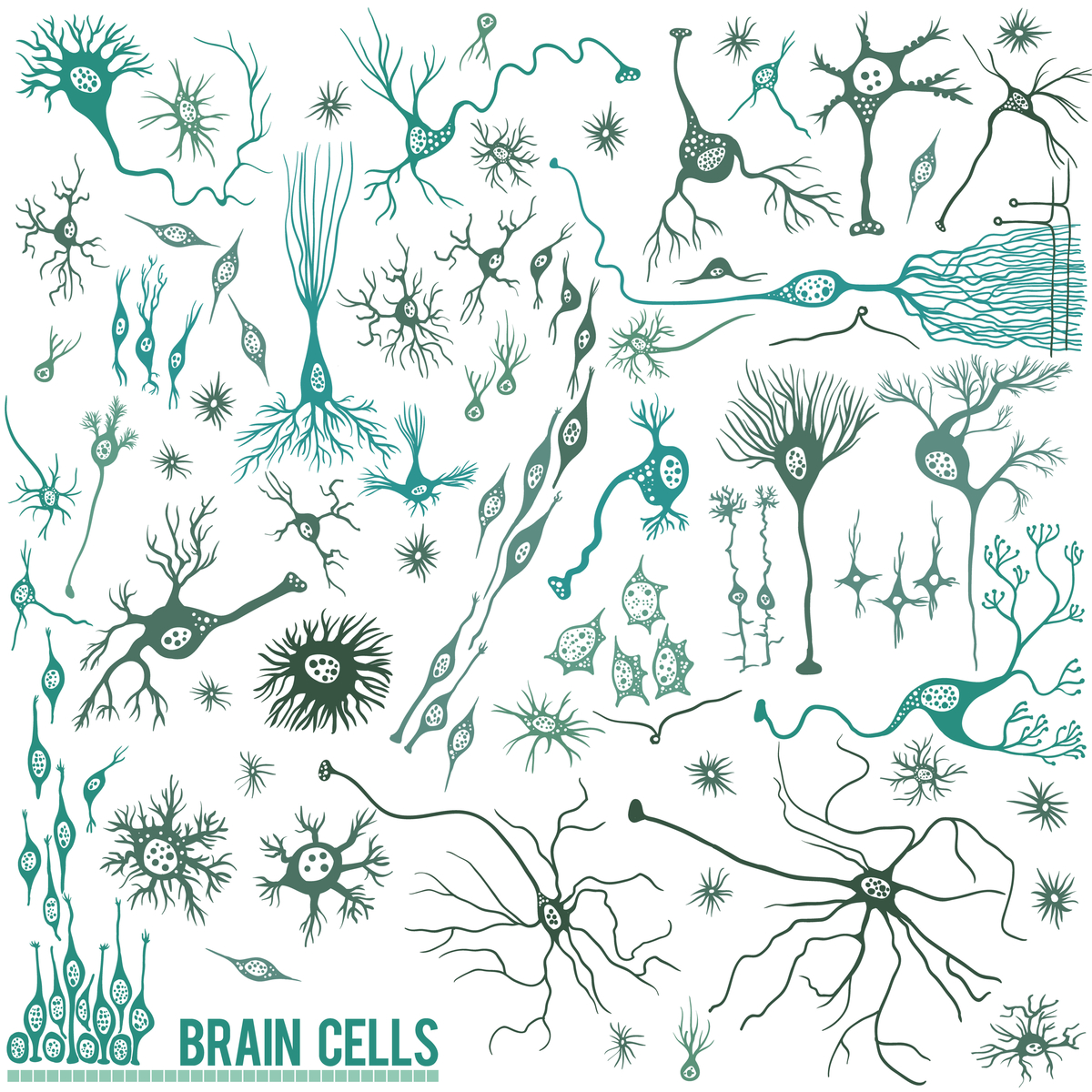 Brain cells: There are lots of different cell types in the brain; neurons are just one. But neurons happen to be a particularly vulnerable cell type in HD.   