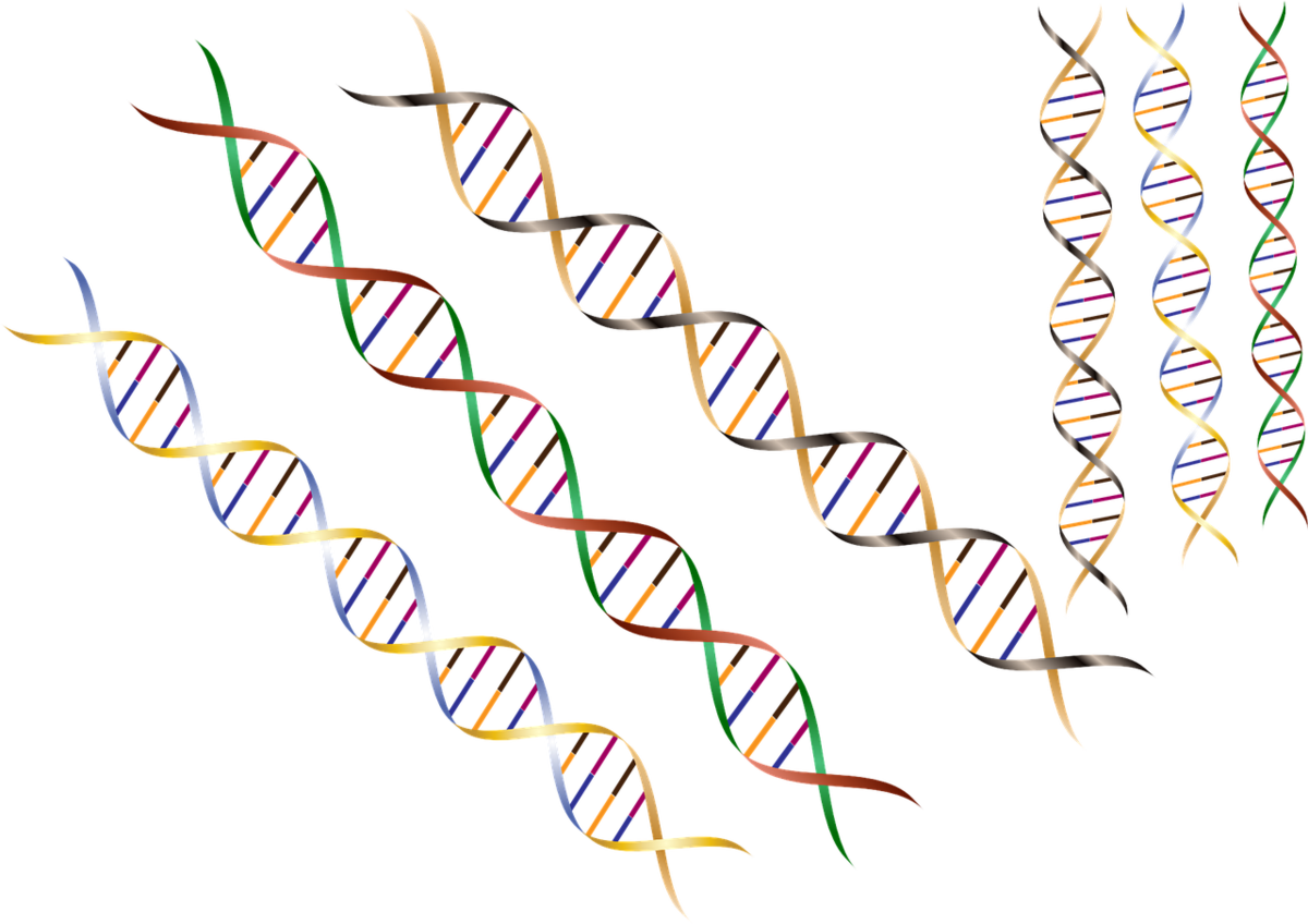 Genetic modifiers are small variations in the DNA code which can be drivers of earlier symptoms in people with Huntington’s disease  