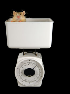 Unlike most human HD patients, BAC HD mice become overweight – but the underlying problem may be similar  