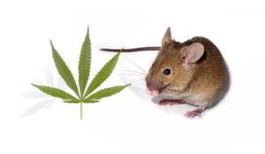 Two chemicals found in cannabis were tested together in mice that had been 'poisoned' to show some features of HD.