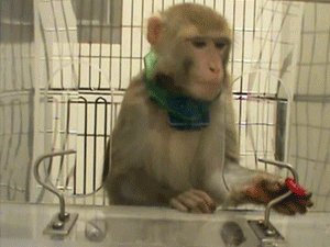 One of Davidson's rhesus monkeys retrieves a sweet treat in a test of fine motor coordination. The monkey's collar records all its movements.