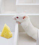 HD mice had problems remembering familiar objects and routes. The HDAC inhibitor drug trichostatin protected these abilities.