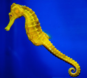 This study focused on the hippocampus - part of the brain that's important for memory function. It's named after a seahorse because of its shape.