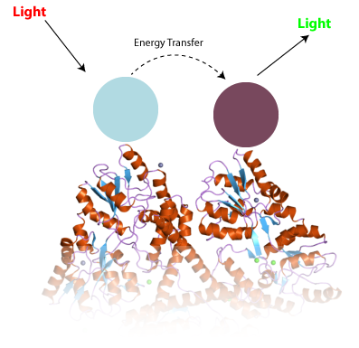 The principle of TR-FRET. Two different antibodies (blue and purple), stuck to a protein like huntingtin interact to change the properties of light in a way that we can measure.