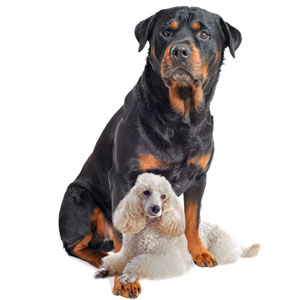 DNA/RNA-binding proteins serve to protect our DNA, but can go wrong like a guard dog running amok. Researchers studied these proteins by genetically replacing the 'guard dog' with a more 'tame' version of the protein.  