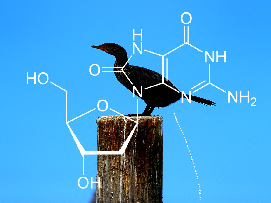 The structure of 8OHdG or 8-hydroxy-deoxy-guanosine. It's produced when DNA is damaged and is named after bird poop.