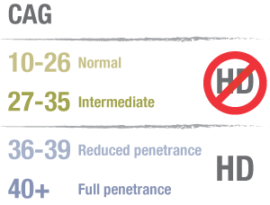 A table summarizing the different possible results of a predictive HD gene test. This article is about people with an 'intermediate' CAG count between 27 and 35.
