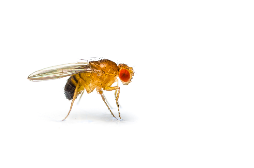 This research was conducted in fruit flies. They're easy to manipulate genetically but can't tell us directly about human Huntington's disease