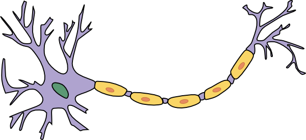 In this cartoon, the "dendrites" of the neuron are the fine projections on the left. The "soma" of the neuron is the main body of the cell (in purple here). The long wire projecting out to the right is the "axon" of the neuron.