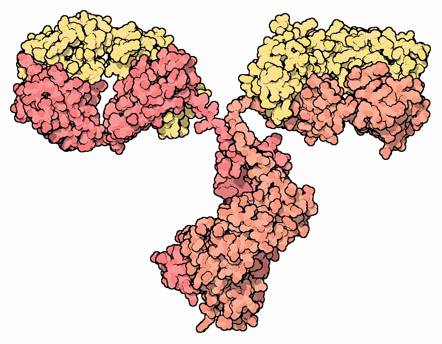 Antibodies are special proteins made by the body whose job it is to recognize other proteins, like the Huntingtin protein.