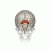 The thalamus (in red), lies deep in the center of the brain and serves as a relay station for messages traveling from one part of the brain to another.