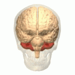 The cerebellum (in red) sits on top of the brain stem. It has important roles in refining movements, and has recently been shown to be damaged in HD patients.