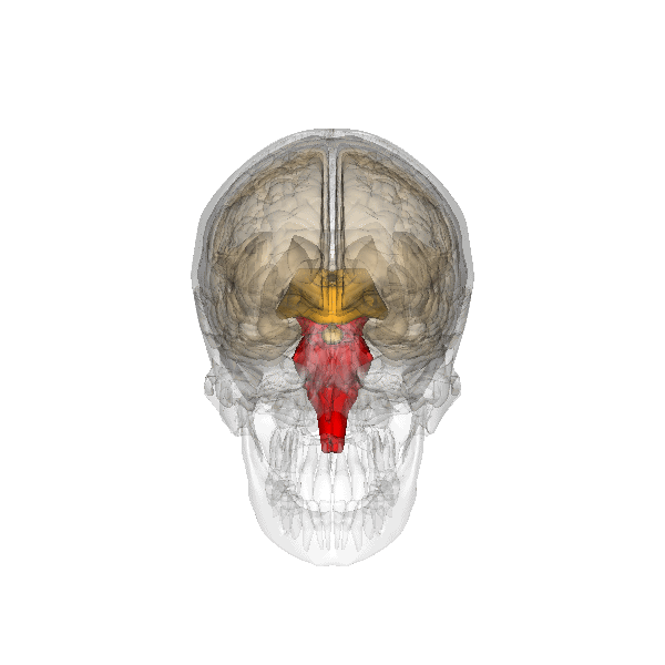 The brainstem (in red) is found where the brain and spinal cord meet. This brain region plays important roles in regulating simple behaviors like breathing and swallowing.
