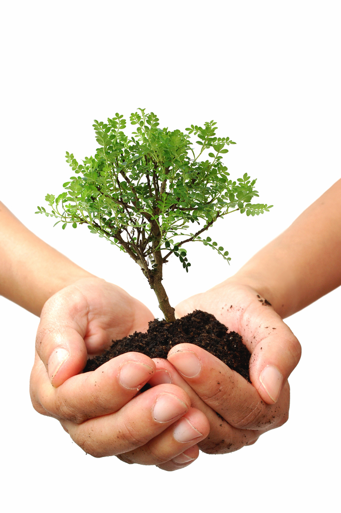 Plants can grow to be very old and may hold the key for finding new medicines to treat diseases of ageing in people