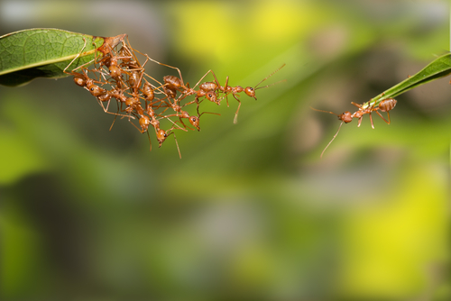 A neuron's job is to communicate with other neurons by sending tiny chemical messages from one cell to another
