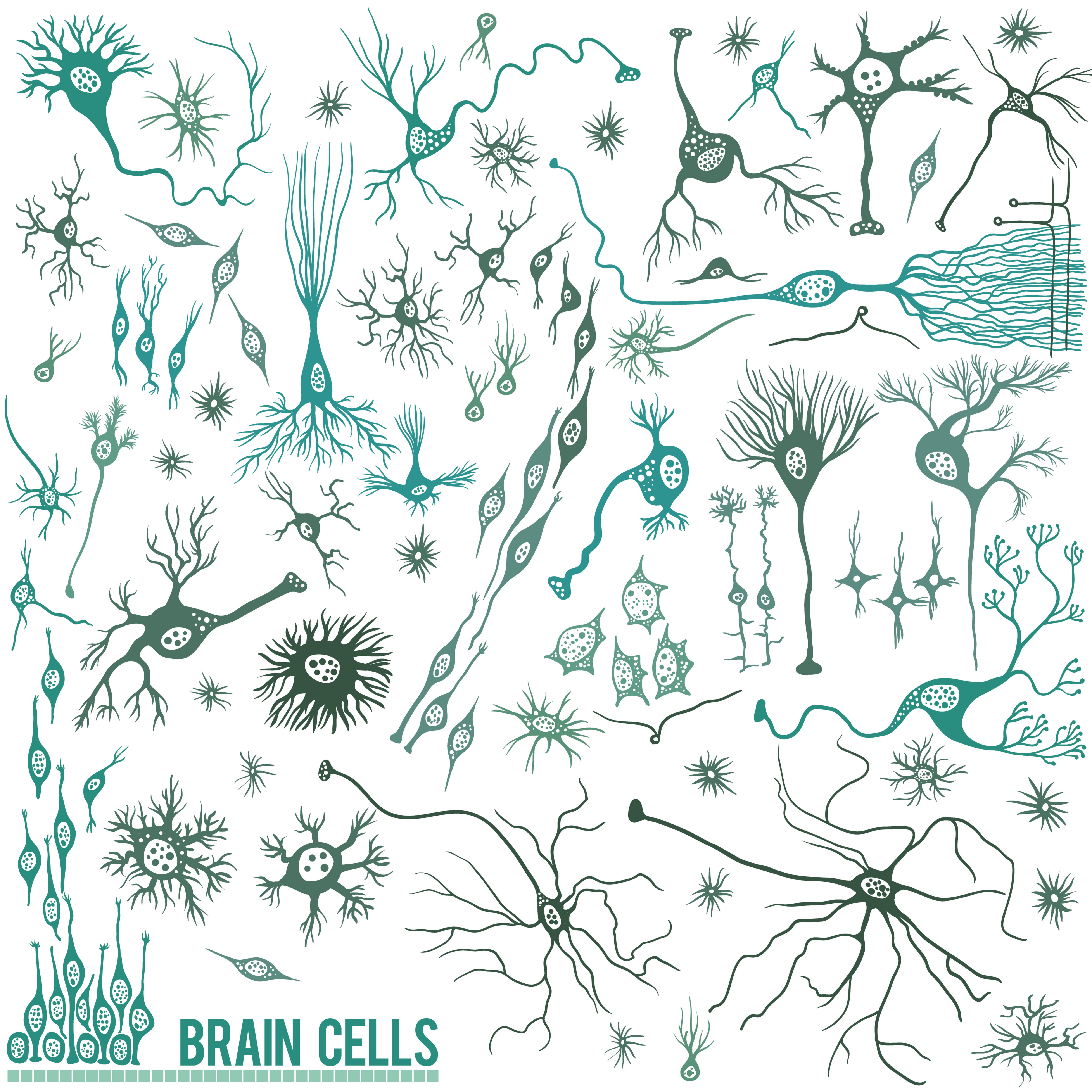 While we typically think of neurons when we think about the effects of HD, there are many different cell types in the brain and each one expresses the HTT gene.