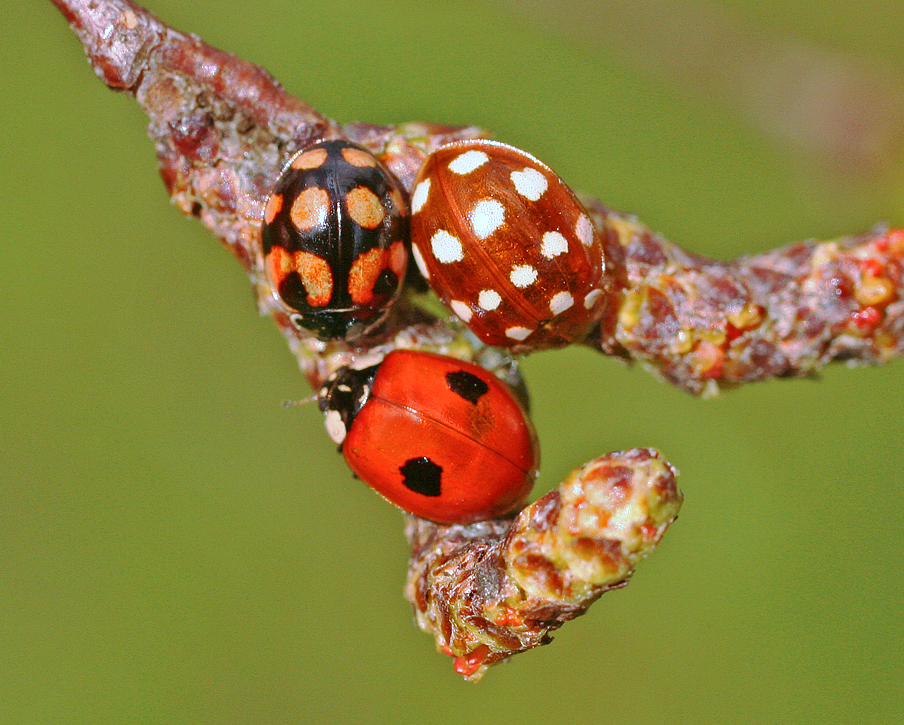 Normally, minuscule genetic variations donât matter, but in HD, they can be critically important.