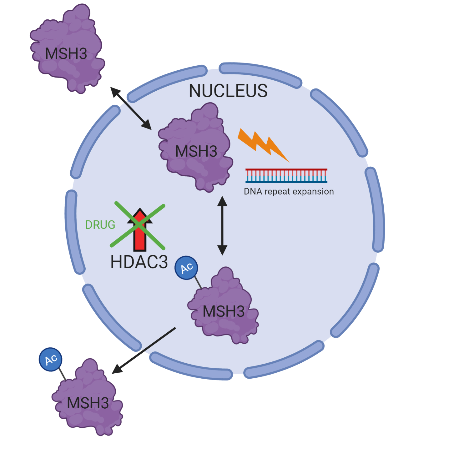 How does the drug reduces DNA repeat expansion? When an Acetyl group (Ac) is added to MSH3 it is directed out of the nucleus where it cannot access the CAG repeat ā hence halting repeat expansions. HDAC3 normally removes this acetyl group (Ac), allowing MSH3 to stay in the nucleus and drive expansions. When scientists treat the cells with this drug, HDAC3 is no longer able to erase the Acetyl mark (Ac), meaning MSH3 gets stuck outside the nucleus where it cannot access the CAG repeat. Schematic made with BioRender.
