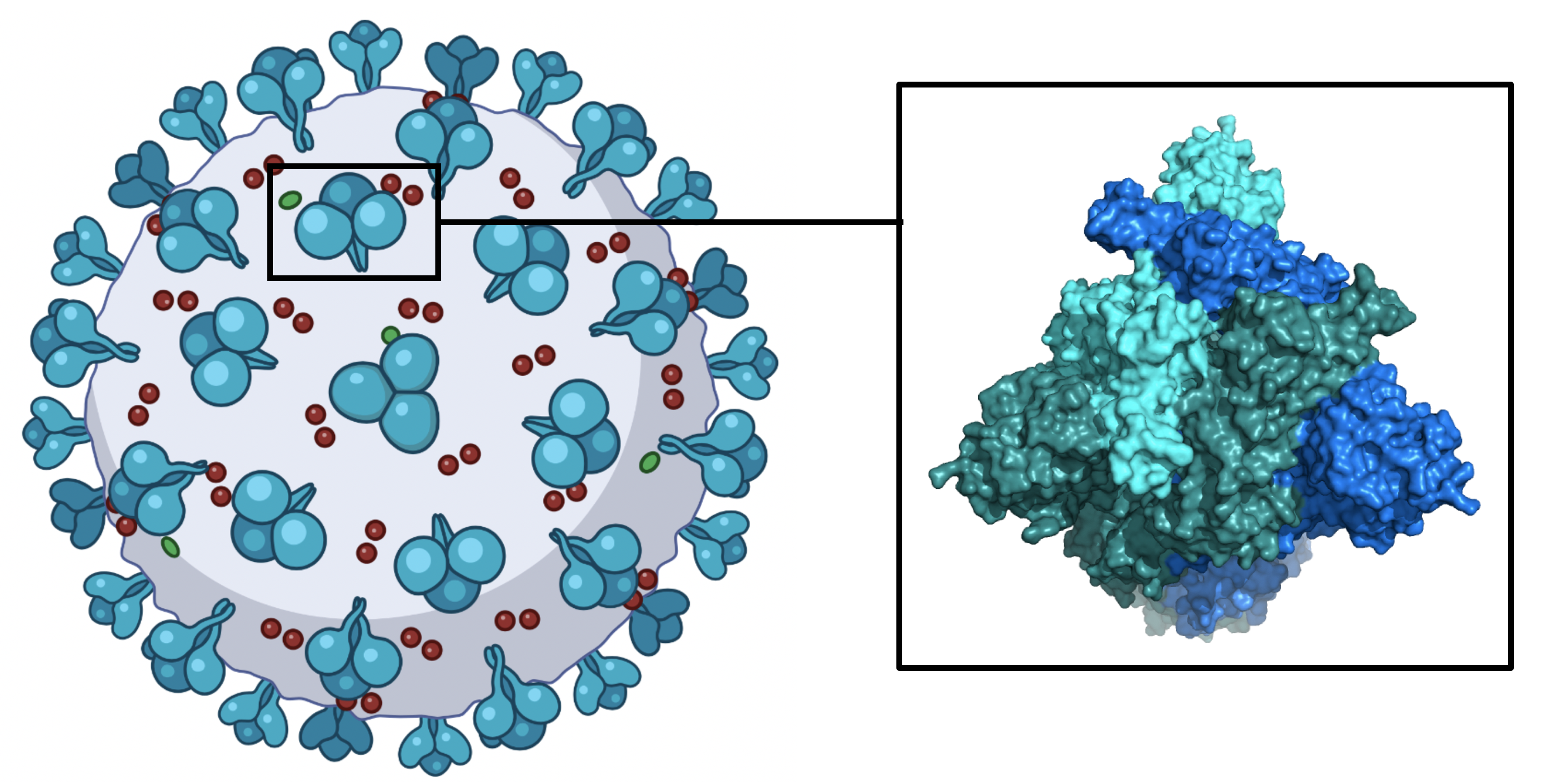 mRNA COVID-19 vaccines give our bodies the instructions to make a harmless fragment of the COVID-19 spike protein which is found on the surface of the virus. When our immune system encounters the spike protein, our bodies will develop an immune response against this protein. That means that if we are infected with COVID, we will then be able to fight it off. Image made with Biorender.