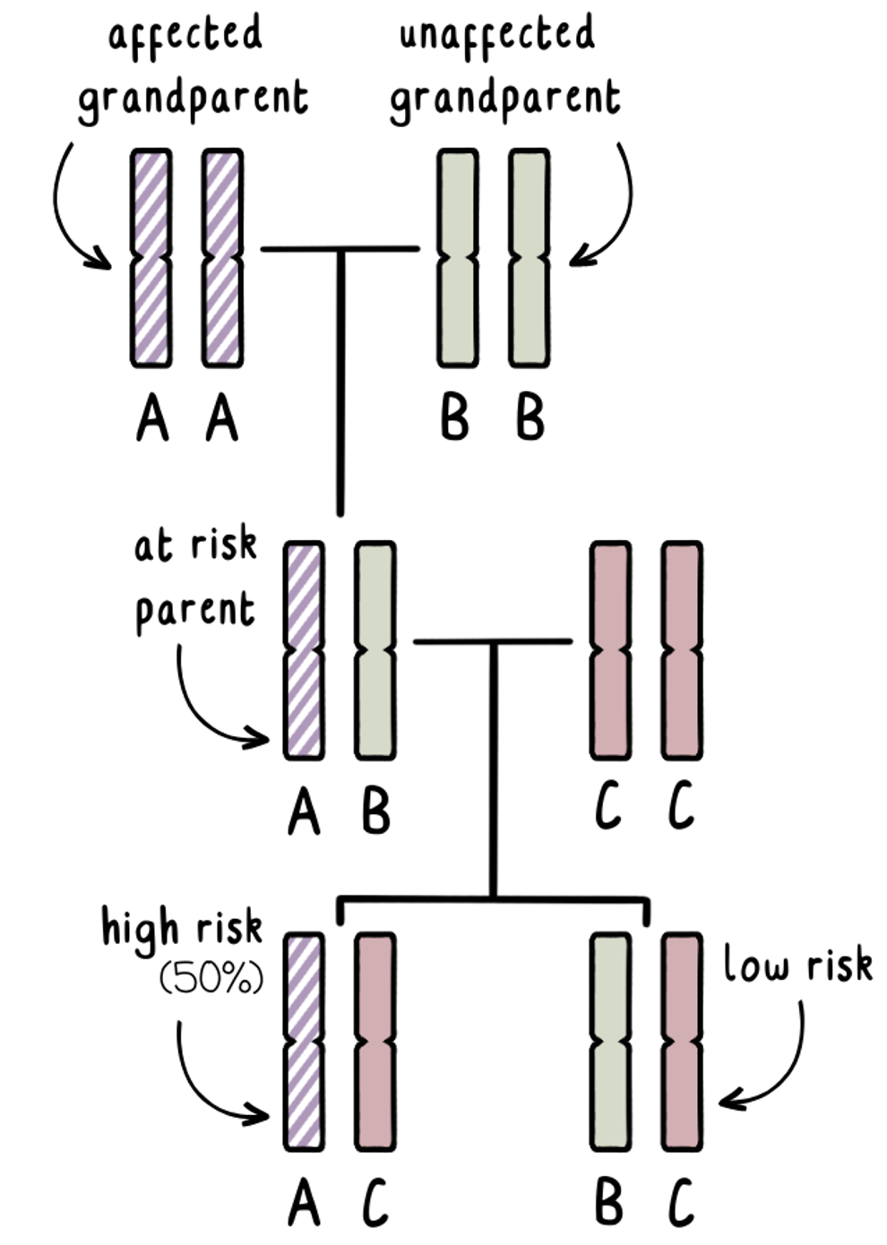 How exclusion testing works to "exclude" the high-risk bit of DNA getting from the affected grandparent to the embryo