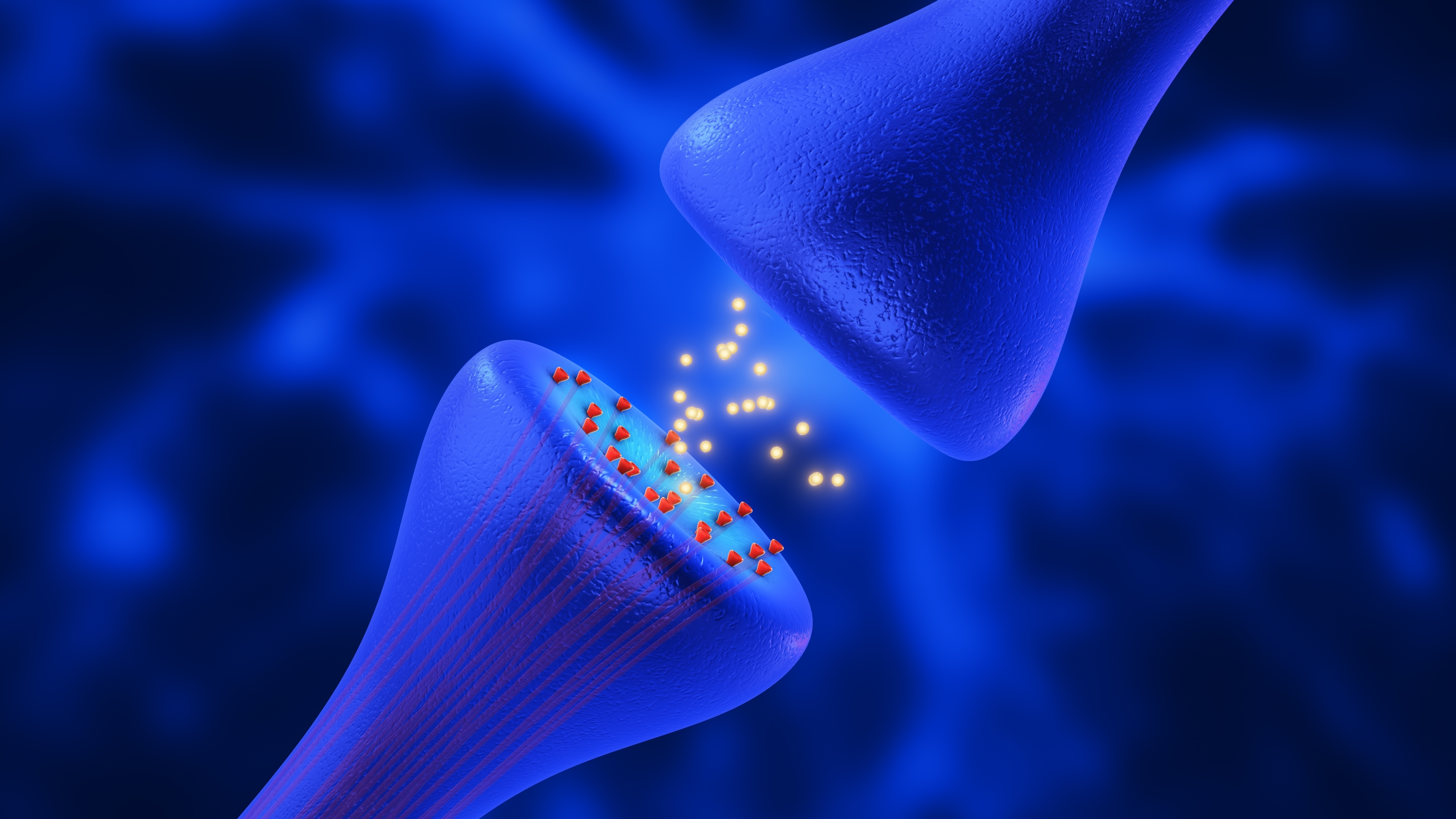 Brain cells communicate by sending microscopic bubbles of information across a gap called the synapse. Cell-to-cell communication across the synapse is weaker in cells affected by HD.    