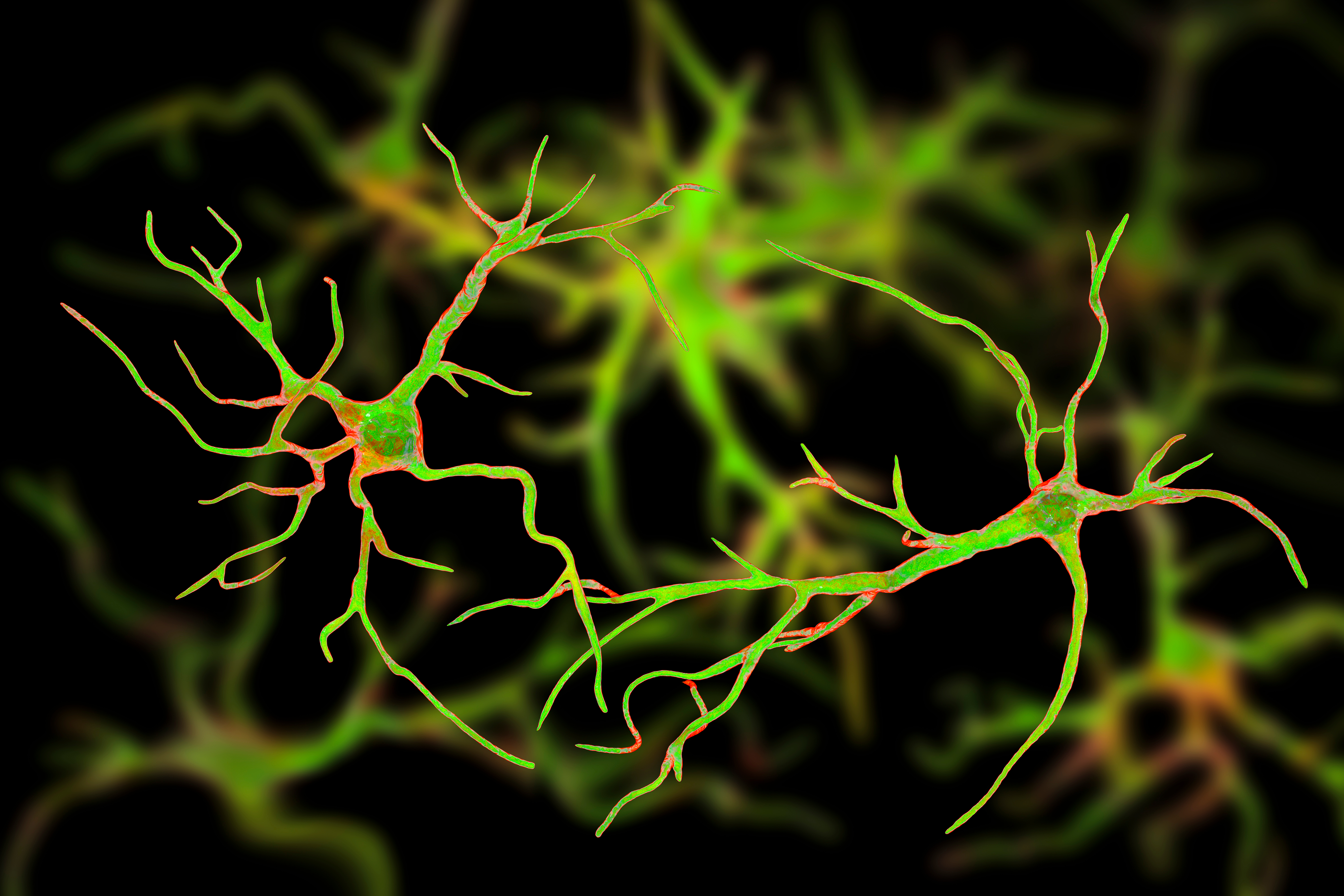 Different types of astrocytes might protect nerve cells from damage. Losing astrocytes can contribute to neurodegeneration in HD.