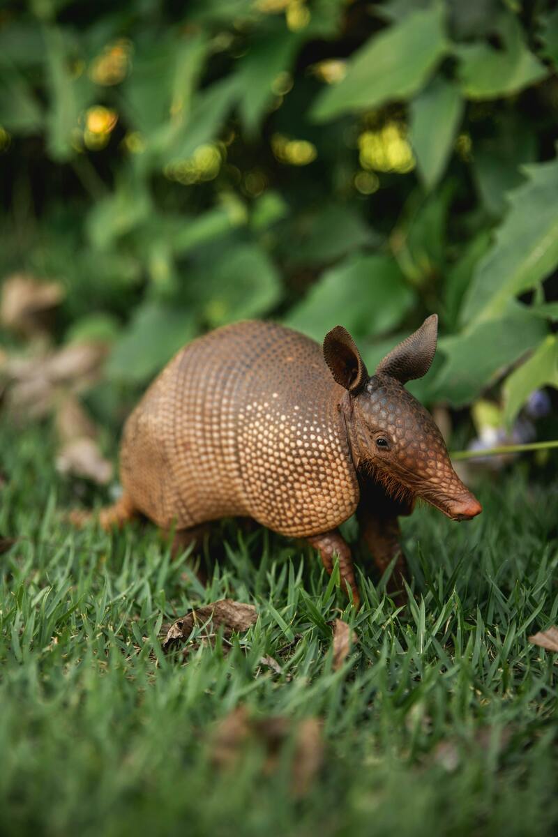 Armadillos have a new found use in Huntington's disease research. Their body shape reflects a new model in how some brain cells acquire CAG repeat expansions - with many cells slowly acquire repeats (represented by the round body of the armadillo) that speeds up as CAGs are added with few cells having hundreds of repeats (like the long flat armadillo tail).  