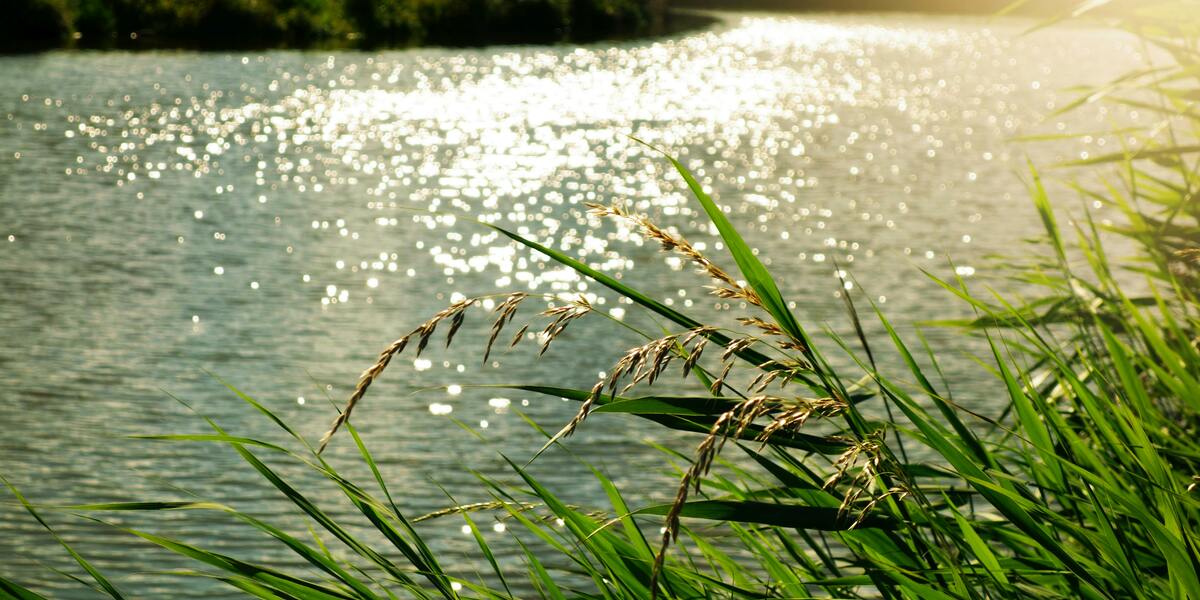 Navigating the Genetic River: How Tiny Variants Could Shift the Course of Huntington’s Disease