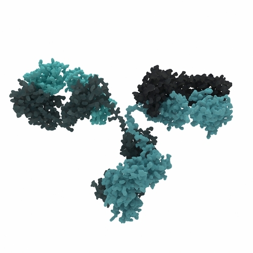 Antibodies are specialized proteins produced by the immune system to recognize unique features of a foreign target, such as a bacterium or virus  