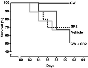 This graph shows the effect of GW on the survival of R6/2 mice. Each time a mouse dies, the line drops down. The 'GW' line doesn't drop at all during the trial. The other lines are groups of 'control' mice.  