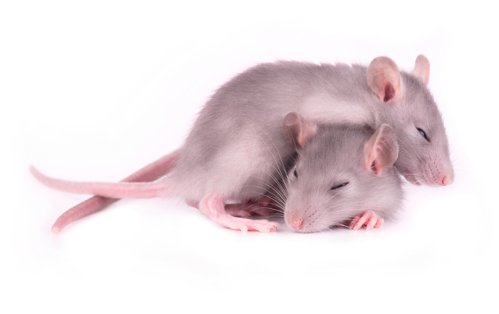 Studies in mice models have helped us understand sleep problems in HD patients. Encouragingly, restoring normal sleep in HD mice helped with their thinking performance.  
