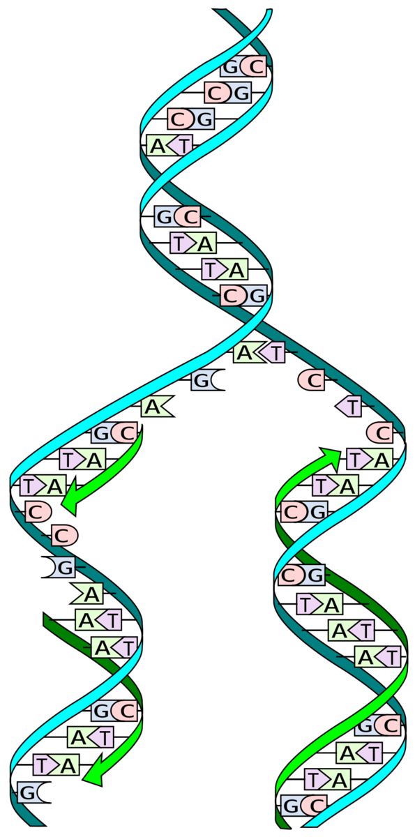 During 'replication' of DNA, two complementary strands of the 'double helix' are separated, and new strands built by the sequential addition of complementary DNA letters - perfectly duplicating the double helix in the process.  