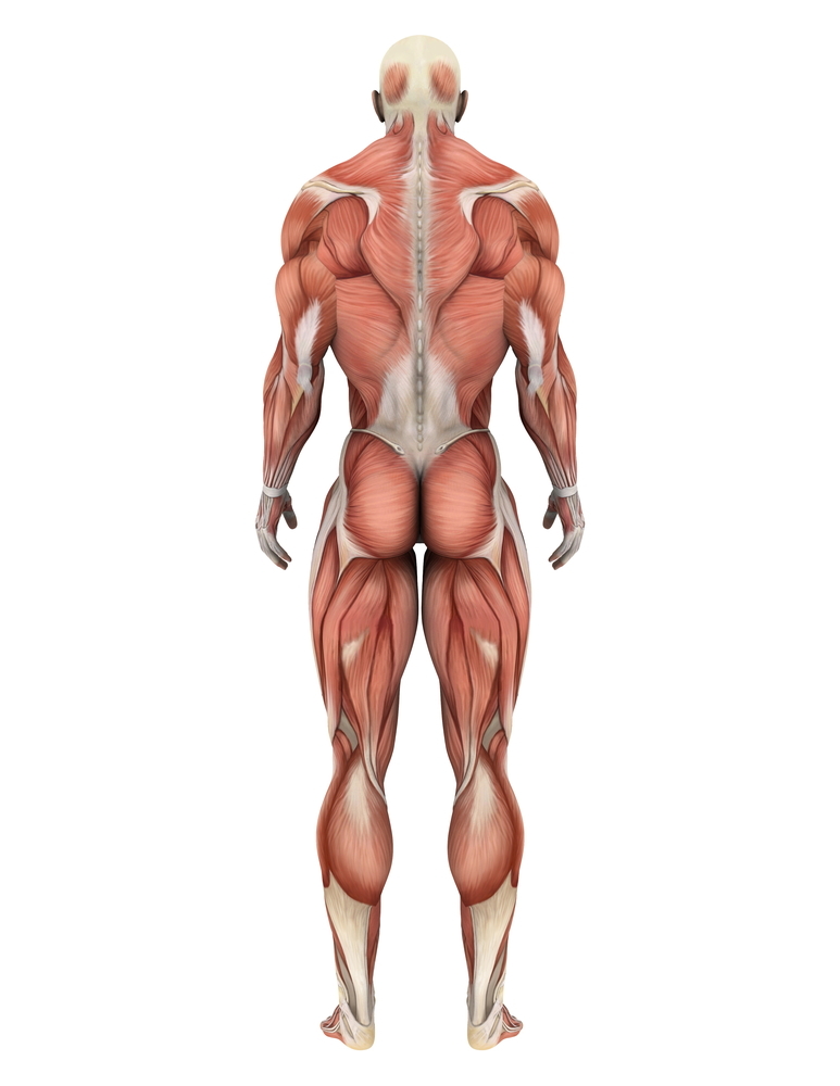 The muscles of the body are comprised fibers, which might be extra excitable in HD.  Could this help contribute to movement symptoms?  