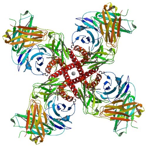 Potassium, and other ions, travel through 'ion channels'.  Ion channels are amazingly complicated proteins that let these electrically-charged 'ions' enter the cell.  Here, we see a potassium channel from outside the cell, looking in.  The tiny sphere in the middle represents the size of a single potassium ion, charging into the cell!  